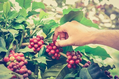 coffee_cherries.jpg